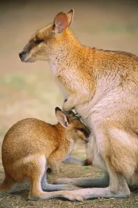 Australian Fauna Images Drucke: Agile Wallaby