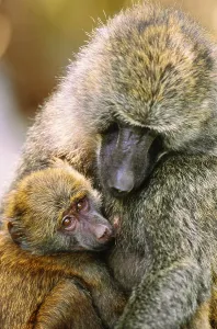 Old World Monkeys Pictures Drucke: Anubis baboons