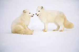 Vulpes Lagopus Drucke: Arctic Fox