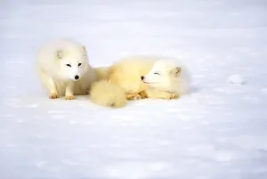 Mammals In Snow Drucke: Arctic fox