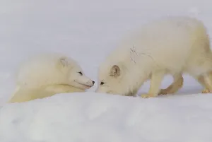 Mammals In Nature Drucke: Arctic Foxes