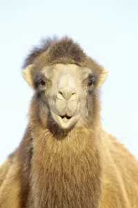 Artiodactyla Species Drucke: Bactrian Camel (Camelus bactrianus)