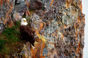 Bald Eagle Alaska Drucke: Bald Eagle