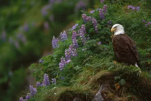 Haliaeetus Leucocephalus Images Drucke: Bald Eagle
