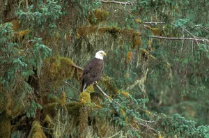 Haliaeetus Leucocephalus Drucke: Bald Eagle