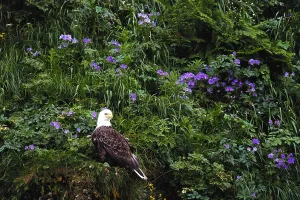Haliaeetus Leucocephalus Images Drucke: Bald Eagle