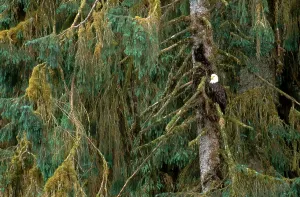 Haliaeetus Leucocephalus Images Drucke: Bald Eagle
