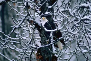 Snowy Tree Branches Drucke: Bald eagle sitting in a bare tree