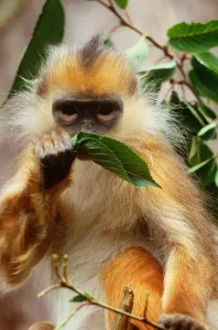 Mammals Of Indonesia Drucke: Banded Langur