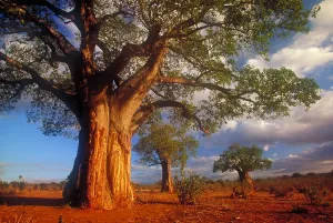 African Baobab Trees Drucke: Baobab trees