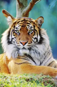 Panthera Tigris Images Drucke: Bengal Tiger