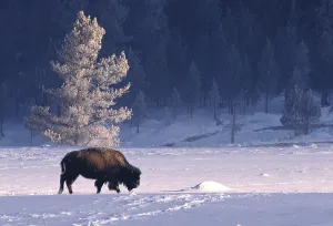 National Park Animals Drucke: Bison bison