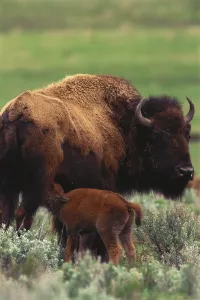 Outdoor Animal Encounters Drucke: Bison feeding calf