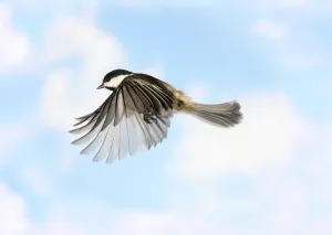 Black Capped Chickadee Drucke: Black-Capped Chickadee in Flight