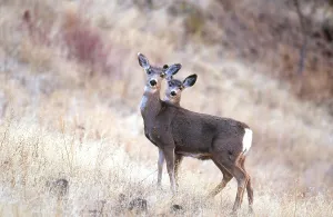 American Wildlife Animals Drucke: Blacktail or Mule Deer