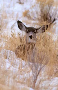 Yellowstone Wildlife Images Drucke: Blacktail or Mule Deer