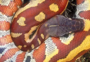 Constrictor Snakes Drucke: Blood python