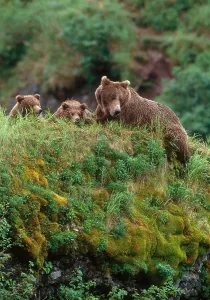 Alaska Wildlife Drucke: Brown Bear
