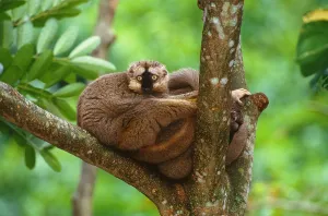 Endangered Primates Drucke: Brown lemur