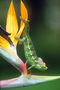 Kenya Wildlife Images Drucke: Casque-headed chameleon