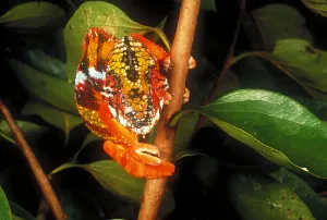 Rainy Day Wildlife Photography Drucke: Chameleon