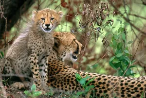 Cheetah Conservation Efforts Drucke: Cheetah