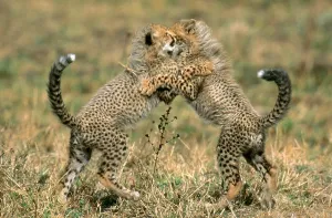 Endangered Mammals Drucke: Cheetah