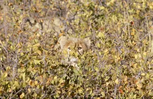 Cheetahs In The Wild Drucke: Cheetah