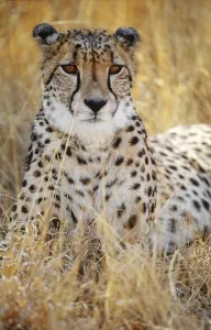Cheetah
