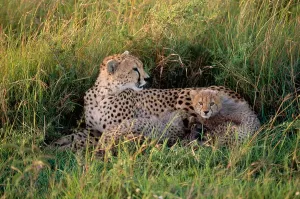 Cheetah Mother And Cub Drucke: Cheetah