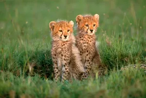 Cheetah-Küken