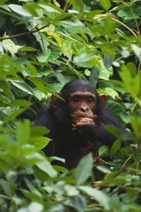 Tanzania National Parks Drucke: Chimpanzee