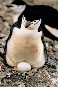 Chinstrap Penguin Drucke: Chinstrap Penguin with egg