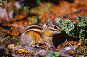 Woodland Animals Drucke: Least chipmunk, Alberta, Canada