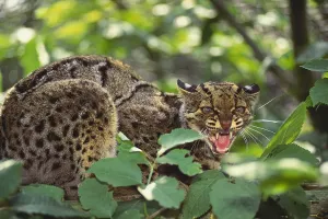 Big Cat Species Drucke: Clouded Leopard