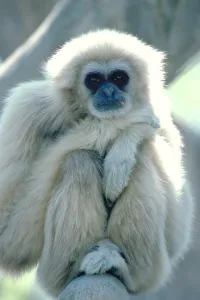 Endangered Primate Species Drucke: Common Gibbon