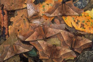 Peruvian Wildlife Drucke: Cryptic leaf moths blending