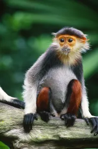 Captive Primate Photos Drucke: Douc langur