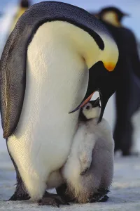Aptenodytes Forsteri Species Drucke: Emperor Penguin