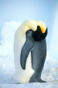 Aptenodytes Forsteri Images Drucke: Emperor Penguin