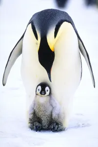 Emperor Penguin Chick Drucke: Emperor penguin and chick