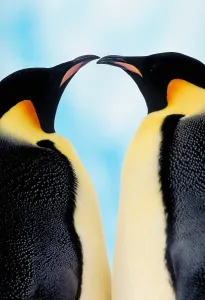 Aptenodytes Forsteri Species Drucke: Emperor penguins