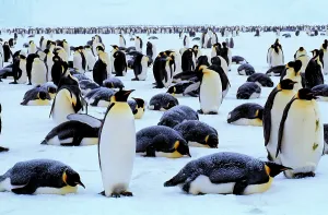 Antarctica Birds Drucke: Emperor Penguins