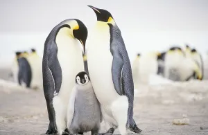 Emperor Penguin Chick Drucke: Emperor Penguins with chick