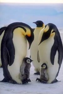 Emperor Penguin Chicks Drucke: Emperor penguins with their chicks