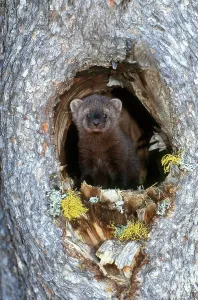 North American Animals Drucke: Fisher