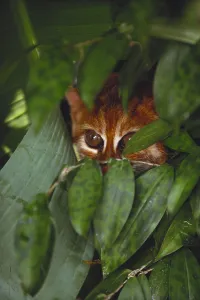 Borneo Wildlife Drucke: Flat Headed Cat