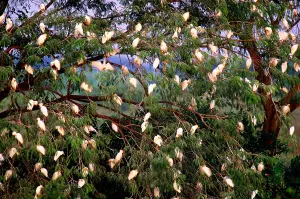 Drucke von Venezuela, Region Llanos, Vogelschar von Rennvögeln (Bubulcus ibis) auf Baum Venezuela Drucke: Vogelschar von Kuhreiher in Bäumen, Venezuela.