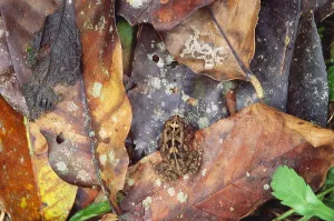 Camouflaged Wildlife Drucke: Frog On Leaf
