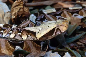 Rainforest Wildlife Images Drucke: Gaboon Viper